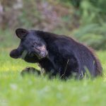 Buster the black bear