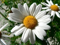 daisy